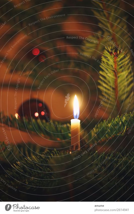 Echte Kerze am Weihnachtsbaum Häusliches Leben Wohnung Dekoration & Verzierung Feste & Feiern Weihnachten & Advent ästhetisch authentisch Duft historisch
