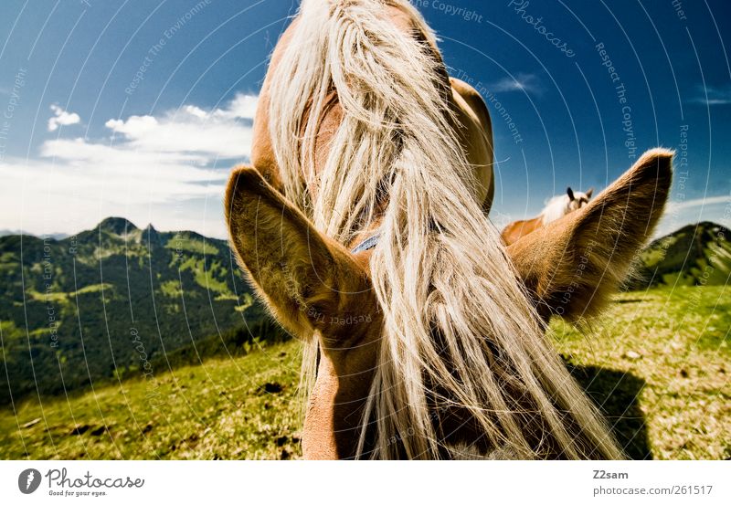 ohren auf! Ausflug Berge u. Gebirge Umwelt Natur Landschaft Himmel Schönes Wetter Wiese Alpen Gipfel Tier Pferd Erholung Fressen genießen hören stehen nah