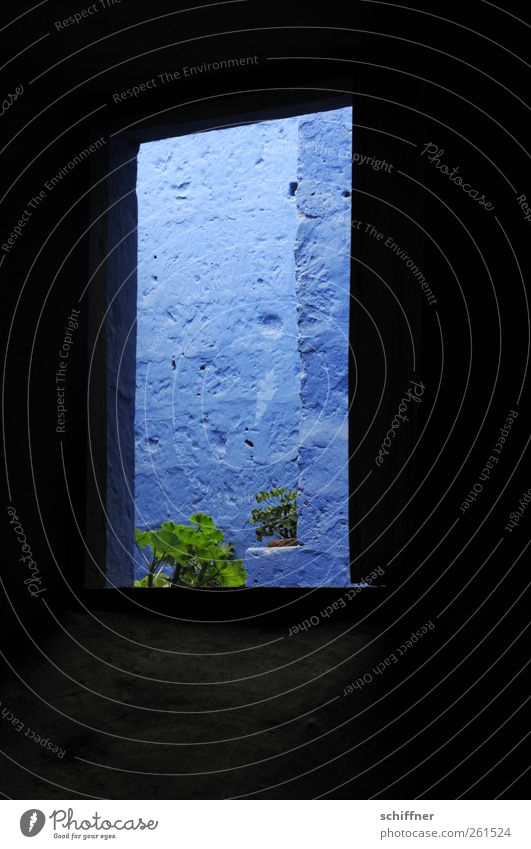 Blauer Ausblick Bauwerk Gebäude Architektur Mauer Wand Fassade Fenster blau Pelargonie dunkel Blauton Farbe eng Pflanze Menschenleer