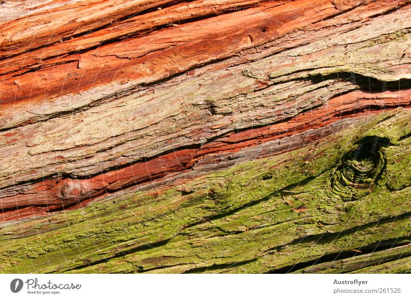 Komposition II in 3 Farben Natur Urelemente Baum Moos Holz Klima verwittert Farbfoto Außenaufnahme Nahaufnahme Detailaufnahme Menschenleer Tag