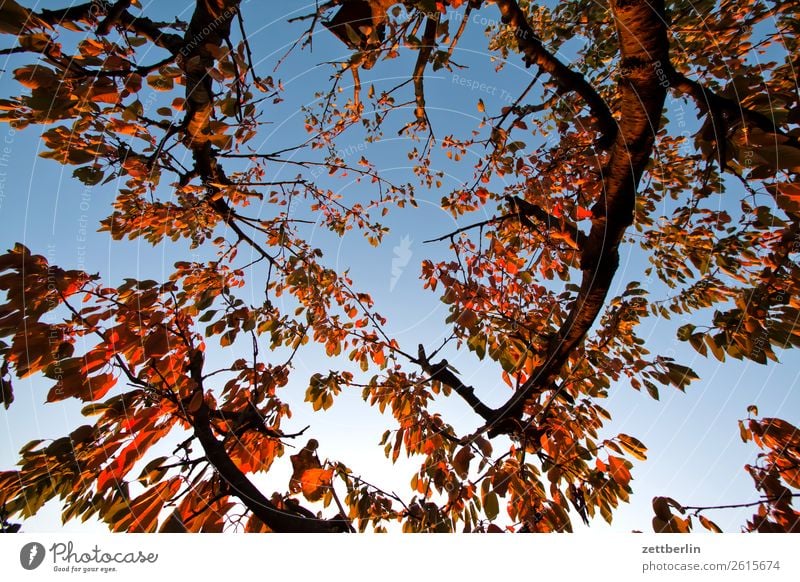 Kirschbaum im November Herbst Blatt Herbstlaub Ast Baum Garten Himmel Himmel (Jenseits) Schrebergarten Kleingartenkolonie Menschenleer Natur Pflanze ruhig