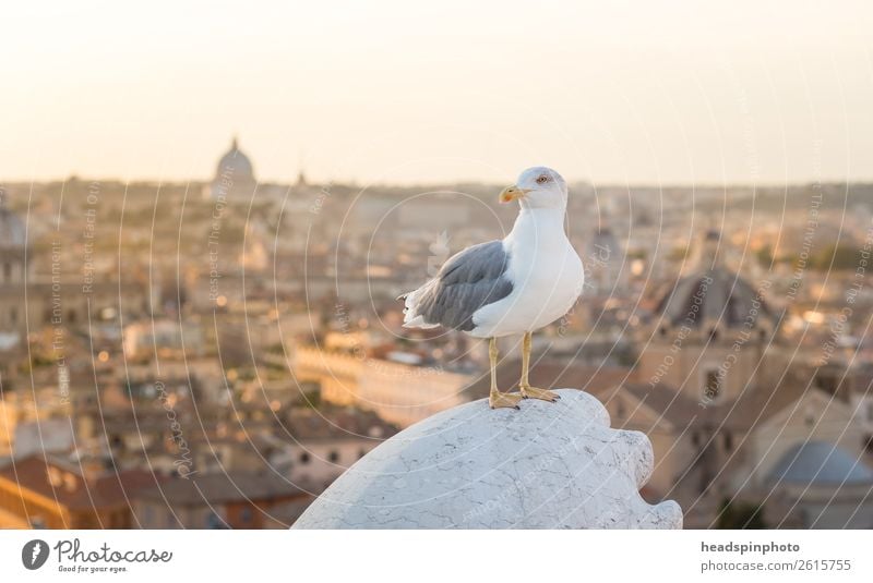 Möwe vor Cityscape von Rom, Italien, bei Sonnenuntergang Hauptstadt Stadtzentrum Skyline Dach Sehenswürdigkeit Tier Vogel 1 Brunft entdecken fliegen