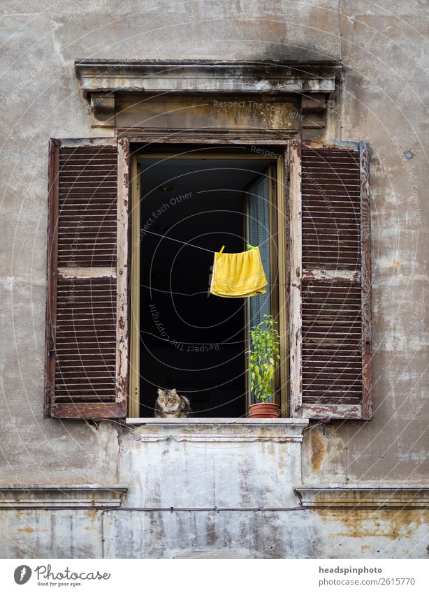 Katze beobachtet die Strasse von einem alten Fenster aus Rom Italien Hauptstadt Haus Hochhaus Bauwerk Gebäude Architektur Tier Haustier Tiergesicht 1 beobachten