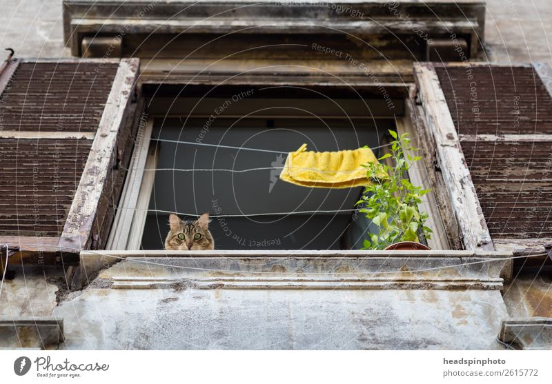 Katze schaut von oben aus einem alten Fenster herab Rom Italien Hauptstadt Menschenleer Haus Tier Haustier 1 beobachten Denken Blick Tierliebe Verfall