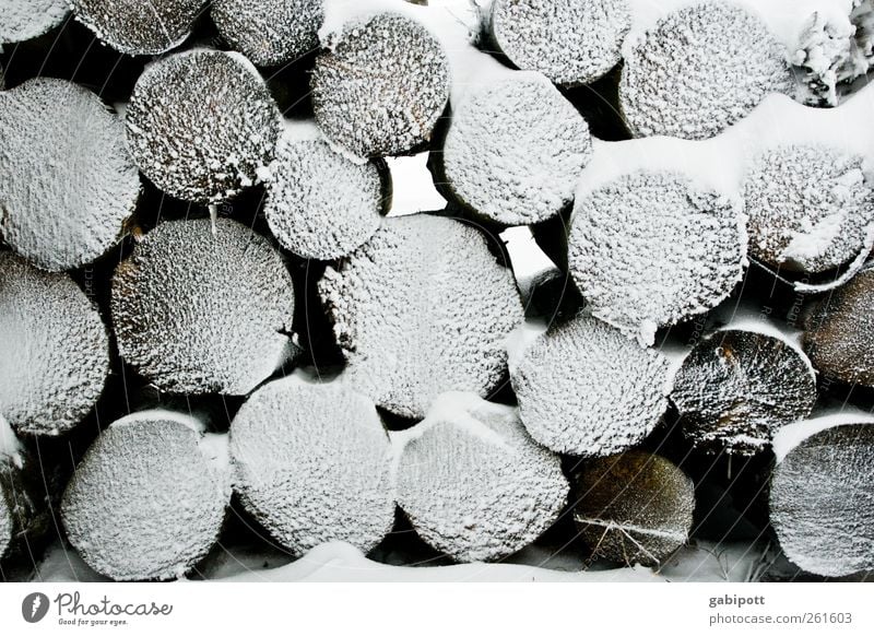 Baumloben | Ex-Bäume-loben Winter Schnee Schneefall Holz Häusliches Leben Brennholz Holzstapel Baumstamm kalt Stapel rund Reihe Gedeckte Farben Außenaufnahme