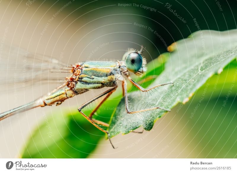 Libelle Makro-Porträt in der Natur Umwelt Pflanze Tier Sommer Blatt Garten Park Wildtier Fliege Tiergesicht Flügel 1 schön klein natürlich wild blau mehrfarbig