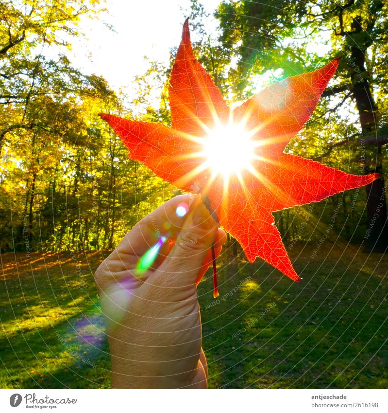 Herbstsonne Hand Natur Sonne Sonnenlicht Baum Blatt rot Umwelt Farbfoto Außenaufnahme Gegenlicht