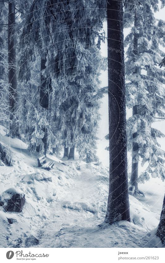 Stammbaum Natur Winter Schnee Baum Park Wald Wege & Pfade groß hell kalt blau schwarz weiß ruhig Idylle Pause Umwelt Schneelandschaft Bank Baumstamm Nadelwald