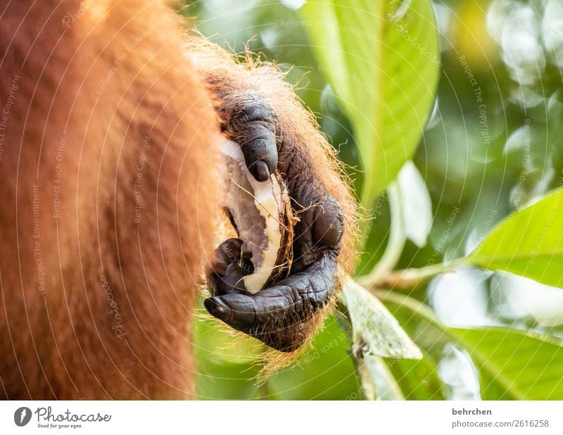 verletzt Ferien & Urlaub & Reisen Tourismus Ausflug Abenteuer Ferne Freiheit Natur Baum Blatt Urwald Wildtier Fell Menschenaffen Orang-Utan Hand Finger 1 Tier