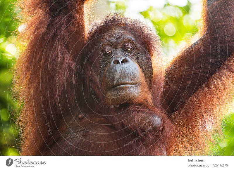geschichten erzählen... Ferien & Urlaub & Reisen Tourismus Ausflug Abenteuer Ferne Freiheit Urwald Wildtier Tiergesicht Fell Affen Orang-Utan 1 außergewöhnlich