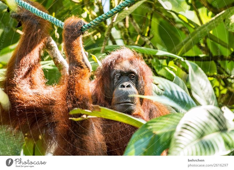 wochenende zu ende Ferien & Urlaub & Reisen Tourismus Ausflug Abenteuer Ferne Freiheit Urwald Wildtier Tiergesicht Fell Affen Orang-Utan 1 außergewöhnlich