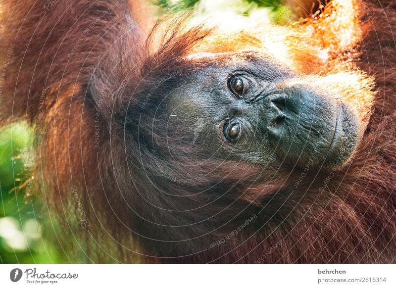 nachhaltigkeit Ferien & Urlaub & Reisen Tourismus Ausflug Abenteuer Ferne Freiheit Natur Urwald Wildtier Tiergesicht Fell Affen Menschenaffen Orang-Utan 1