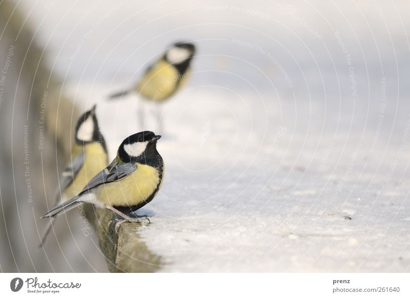 drei Umwelt Natur Tier Schnee Wildtier Vogel 3 gelb weiß Meisen Singvögel Mauer Farbfoto Außenaufnahme Menschenleer Textfreiraum rechts Tag