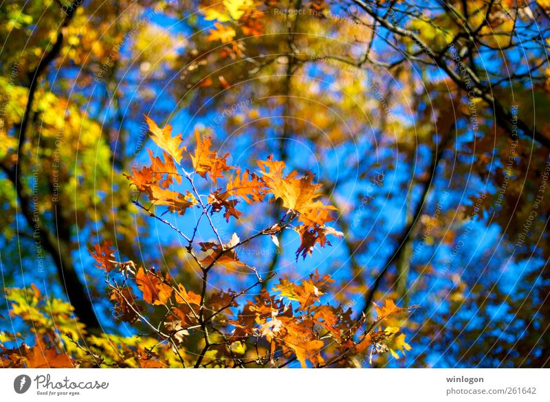 herbstlaub Natur Pflanze Himmel Sonnenlicht Herbst Baum Blatt Grünpflanze Herbstlaub herbstlich Herbstfärbung Herbstwald Herbsthimmel Park Wald Deutschland