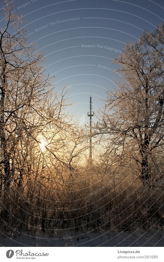 Empfang gesichert! Natur Landschaft Sonne Sonnenaufgang Sonnenuntergang Sonnenlicht Winter Schönes Wetter Eis Frost Schnee Pflanze Baum Sträucher Holz