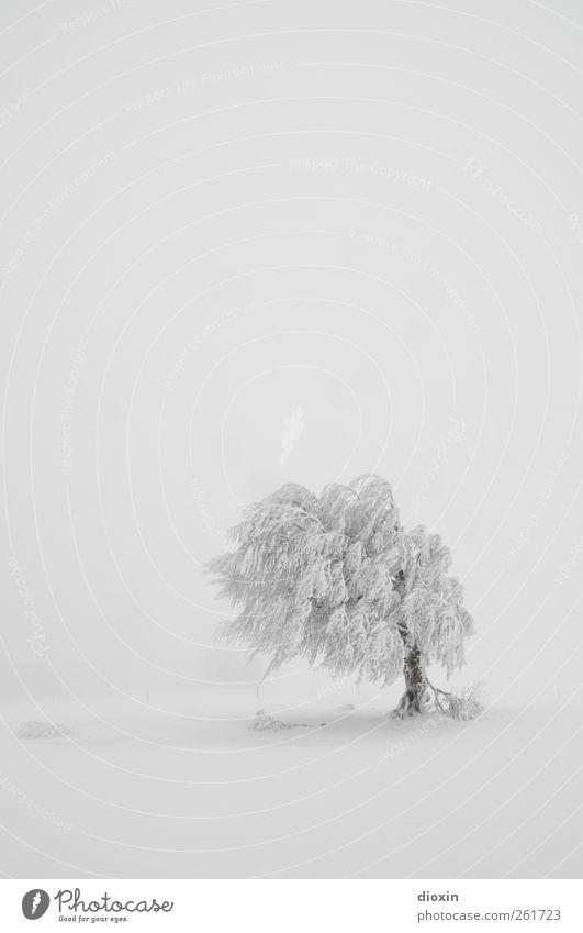 Baumloben | Last Tree Standing Winter Schnee Winterurlaub Umwelt Natur Landschaft Pflanze Klima Wetter schlechtes Wetter Unwetter Sturm Eis Frost Schneefall