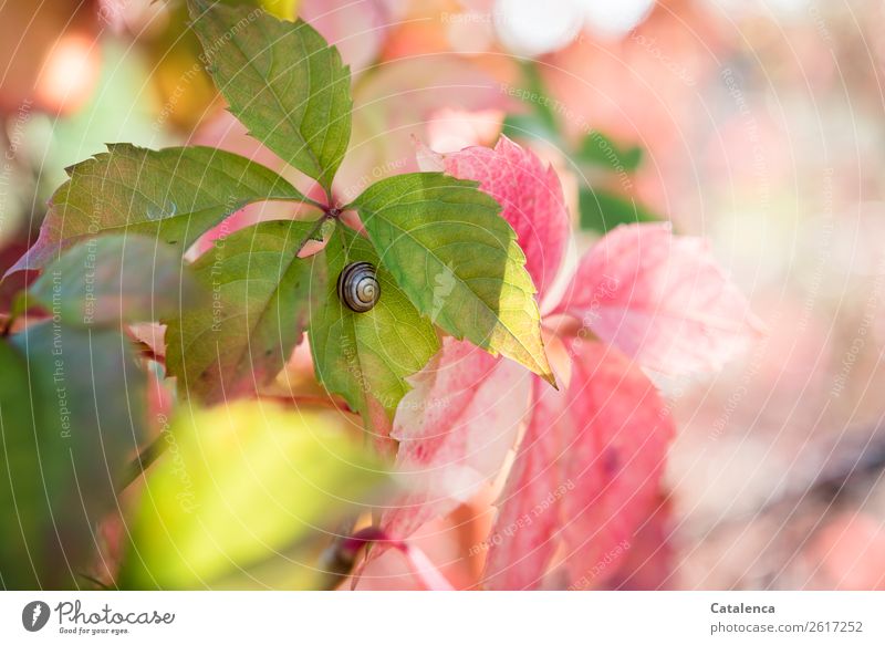 Schnirkelschnecke auf einem Wilden Weinrebeblatt Pflanze Tier Herbst Blatt Wilde Weinrebe Garten Wald Schnecke 1 Schneckenhaus hängen schön klein braun gelb