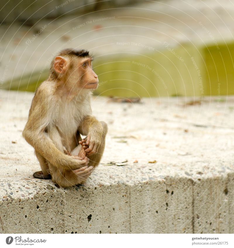 Der Aussenseiter Tier Affen Gehege Zoo gefangen Ecke hocken Blick Einsamkeit Teich Beton Afrika tollpatschig Felsen sitzen aussperren Wasser