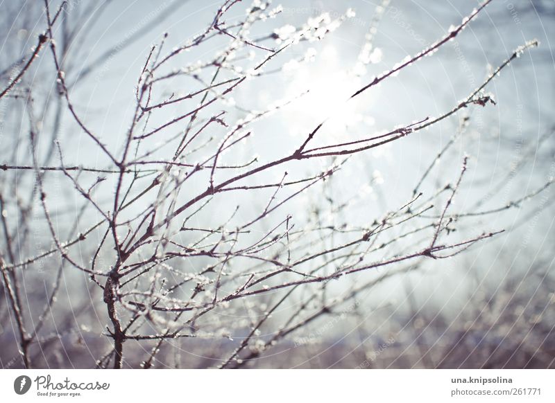 wintasun Natur Pflanze Winter Schönes Wetter Eis Frost Schnee Sträucher glänzend frisch kalt natürlich Umwelt Ast Farbfoto Gedeckte Farben Außenaufnahme