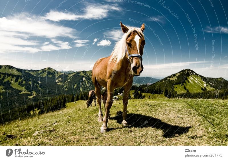 da steht ein ...... Ausflug Berge u. Gebirge wandern Umwelt Natur Himmel Wolken Sommer Alpen Gipfel Pferd 1 Tier Blick stehen ästhetisch blau grün Einsamkeit