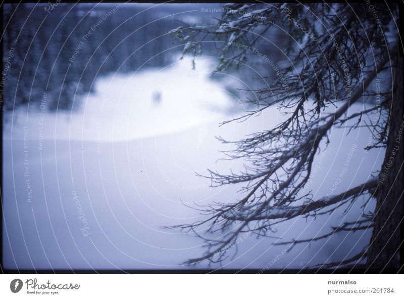 finsterwaldpisten Lifestyle Mensch Kunst Natur Landschaft Pflanze Tier Winter Klima Eis Frost Schnee Wald beobachten entdecken dunkel kalt Stimmung