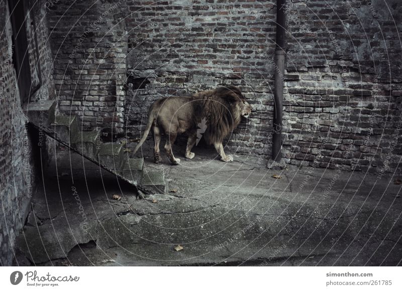 einsamer löwe Wildtier Fell Zoo 1 Tier Platzangst verstört Abenteuer Angst ästhetisch elegant Hoffnung Kraft Krise Langeweile Löwe Gedeckte Farben Außenaufnahme