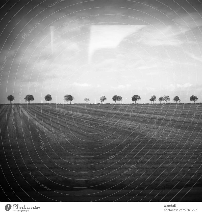 ________________ Erde Himmel Wolken Horizont Baum Feld Denken Blick schön Schwarzweißfoto Außenaufnahme Menschenleer Textfreiraum links Textfreiraum rechts
