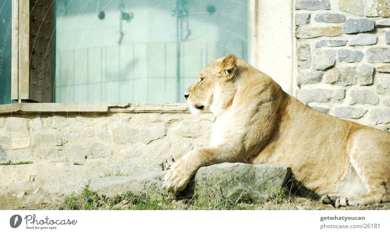 Der Proll Tier Löwe Landraubtier Katze Afrika Steppe Gehege gefangen ruhig Blick beobachten gefährlich Zoo Haus Wand Zufriedenheit Kontrolle prollig Macht