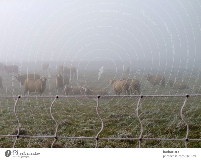 Schafwolle hält warm Winter Nebel Eis Frost Wiese Feld Weide Schafherde Tiergruppe Herde Weidezaun kalt Klima Natur Überleben Gedeckte Farben Außenaufnahme