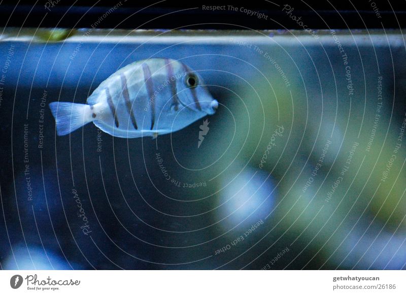 Meer im Glaskasten Tier Aquarium gefangen tauchen Unschärfe Einsamkeit Oberfläche Am Rand kalt Licht Fisch Wasser Fensterscheibe Unterwasseraufnahme