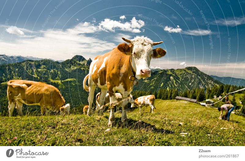 Servus! Ausflug Berge u. Gebirge wandern Umwelt Natur Landschaft Himmel Sommer Wiese Alpen Kuh beobachten Fressen Blick stehen ästhetisch Neugier Erholung
