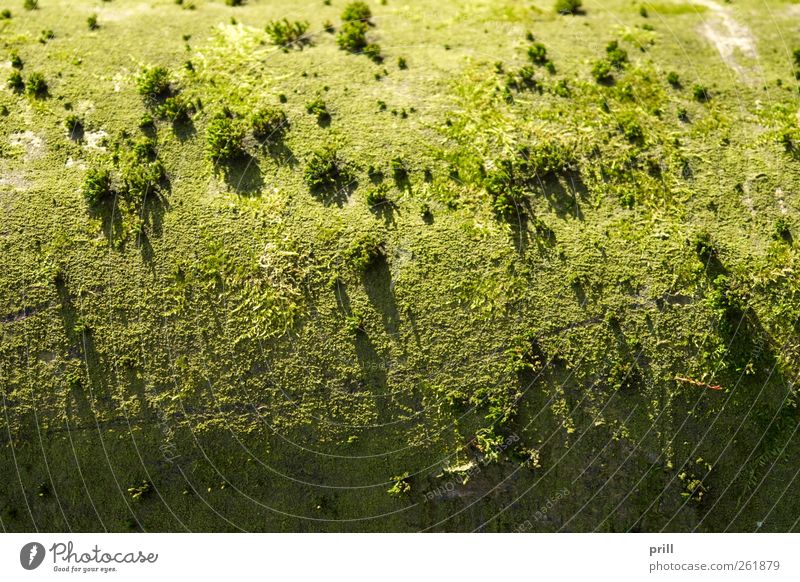 landscape imagination Natur Landschaft Pflanze Baum Moos Wachstum außergewöhnlich klein oben weich grün Naturwuchs Hintergrundbild Baumrinde ausschnitt sonnig