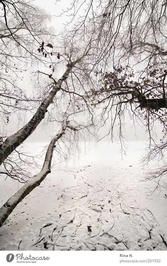 Richtungswechsel Winter schlechtes Wetter Nebel Eis Frost Schnee Baum Seeufer Wachstum hell Neigung Birke Spuren Gedeckte Farben Außenaufnahme Menschenleer