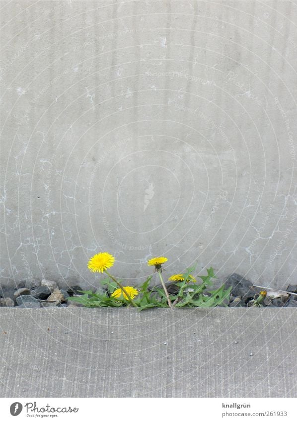 Das Leben ist bunt Umwelt Natur Pflanze Sommer Wildpflanze Löwenzahn Mauer Wand Blühend Wachstum Stadt wild gelb grau grün Gefühle Stimmung Kraft Hoffnung