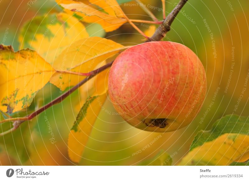 Apfelzweig im Oktober Apfelernte reife Äpfel Obsternte organisch Bio Frucht Gartenobst Pastellfarben Lebensmittel Herbstlaub sonnengereift Diätnahrung vegan