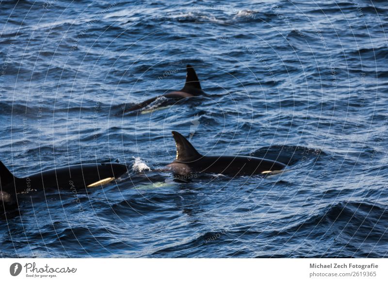 Orcas Grindwale, die in den atlantischen Near Andenes gefangen wurden. Meer Schnee Berge u. Gebirge Pilot Natur Tier Fisch grau Atlantik Lebewesen Sinkflug