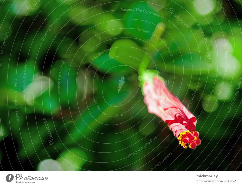 Awaking Amaryllis exotisch schön Ferien & Urlaub & Reisen Sommer Umwelt Natur Pflanze Wildpflanze Blühend entdecken genießen ästhetisch authentisch