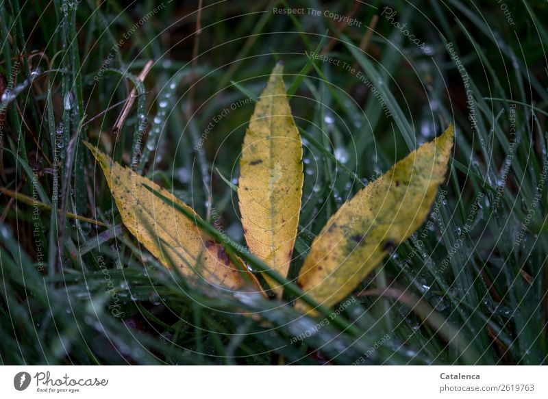 Blätter im nassen Gras Natur Pflanze Wassertropfen Herbst schlechtes Wetter Regen Blatt Ebereschenblätter Garten Wiese Feld glänzend liegen natürlich gelb grün