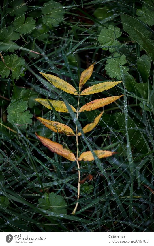 Abschied, ein  gelblich verfärbtes Escheblatt liegt auf nassem Gras Natur Pflanze Wassertropfen Herbst schlechtes Wetter Regen Blatt Wildpflanze
