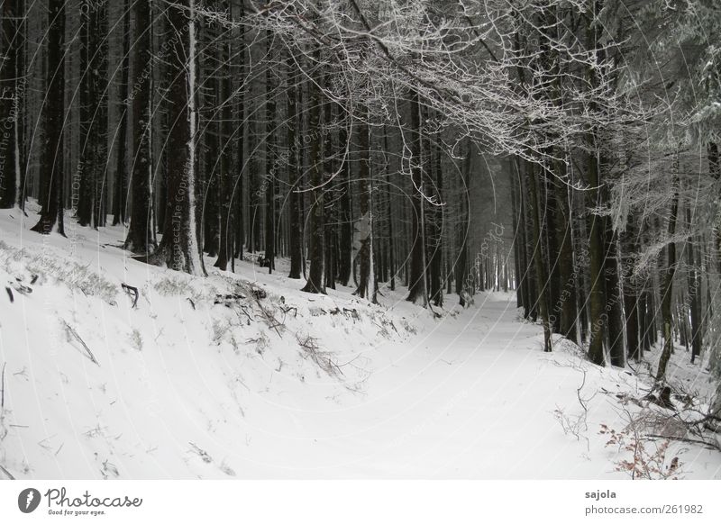 baumloben | durch den wald Umwelt Natur Landschaft Pflanze Winter Schnee Baum Wald stehen weiß Schneelandschaft Farbfoto Schwarzweißfoto Außenaufnahme