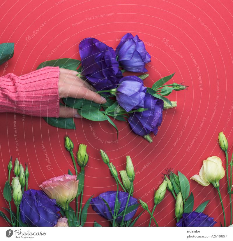 blaue Blume Eustoma Lisianthus elegant Stil Design schön Haut Muttertag Geburtstag Frau Erwachsene Hand 18-30 Jahre Jugendliche Blatt Mode Blumenstrauß berühren