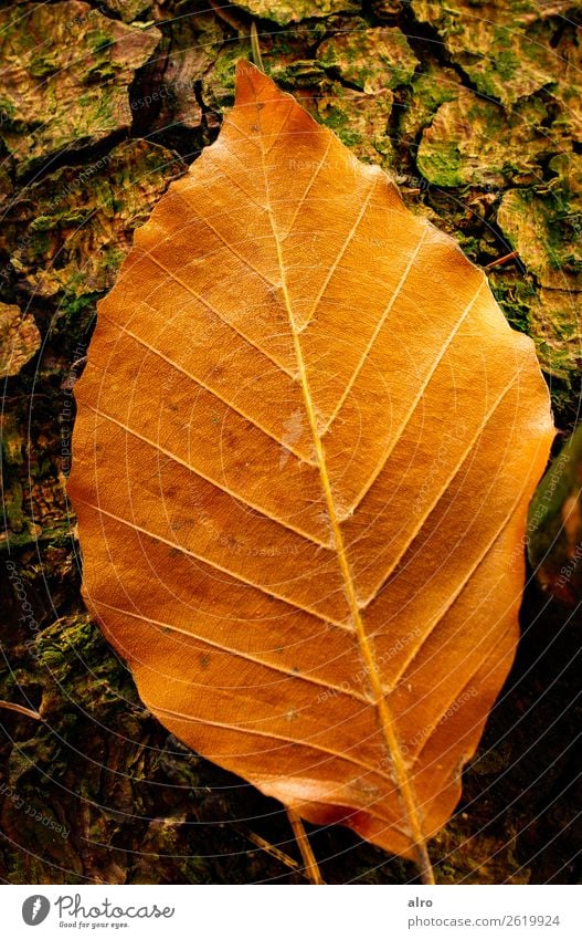 Herbstblatt Natur Baum Blatt Wald Deutschland frei frisch schön braun Freude Warmherzigkeit Kraft Farbfoto Außenaufnahme Nahaufnahme Morgen Schatten