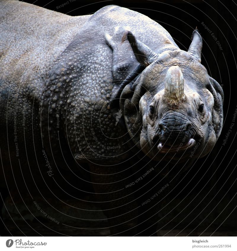 Nashorn Zoo 1 Tier Blick stehen Aggression bedrohlich dick gigantisch wild grau schwarz Farbfoto Gedeckte Farben Außenaufnahme Menschenleer Textfreiraum unten