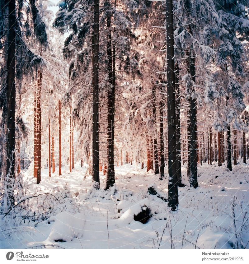 Spätwinterlich t Leben harmonisch Sinnesorgane ruhig Winter Winterurlaub Weihnachten & Advent Natur Landschaft Pflanze Eis Frost Schnee Baum Wald atmen Erholung