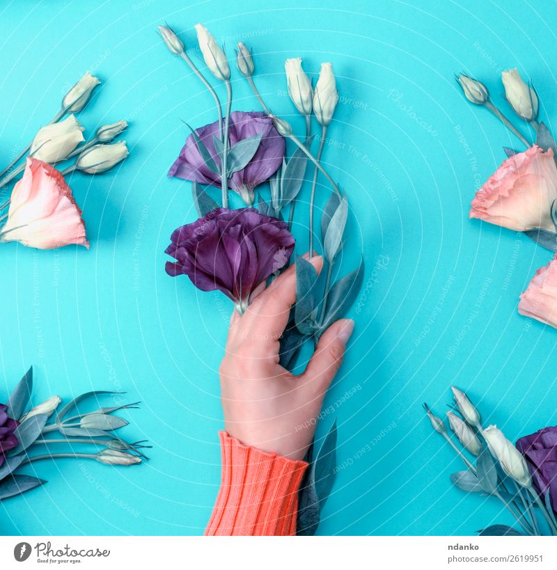 violette Blume Eustoma Lisianthus Stil Design schön Körper Haut Muttertag Frau Erwachsene Hand Natur Mode Blumenstrauß Blühend frisch natürlich oben weich grün