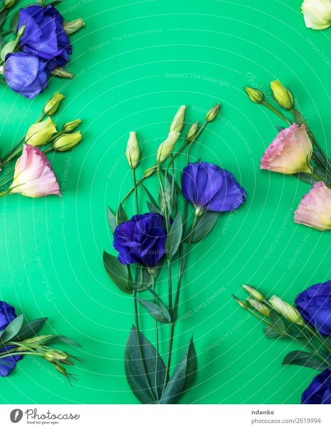 frisch blühende Blumen Feste & Feiern Valentinstag Muttertag Blatt Blüte Blühend natürlich blau grün rosa farbenfroh Frühling botanisch Hintergrund