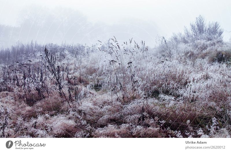 Winter Tapete Weihnachten & Advent Natur Landschaft Pflanze Nebel Eis Frost Wildpflanze Wiese Feld Moor Sumpf frieren verblüht kalt wild braun weiß Einsamkeit