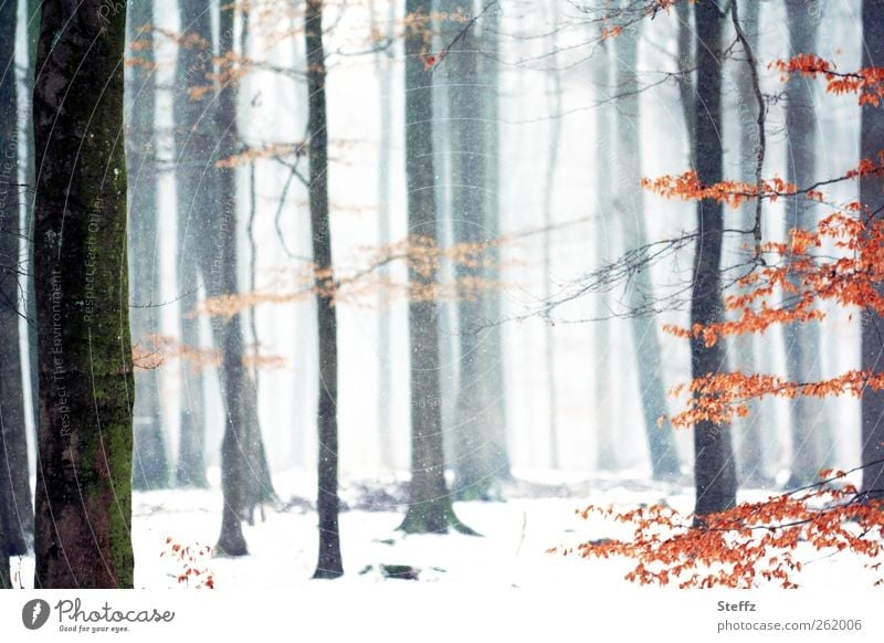 es rieselt leise im Wald Winterwald Schnee Winterstille weiße Weihnachten Stille nordische Romantik Ruhe Winternebel Wintereinbruch Nebelwald Schneefall ruhig