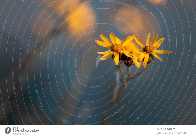 Gelbe Blüten des Jakobs-Greiskraut ( Jacobaea vulgaris ) Schwache Tiefenschärfe Unschärfe Hintergrund neutral Freisteller Menschenleer Makroaufnahme