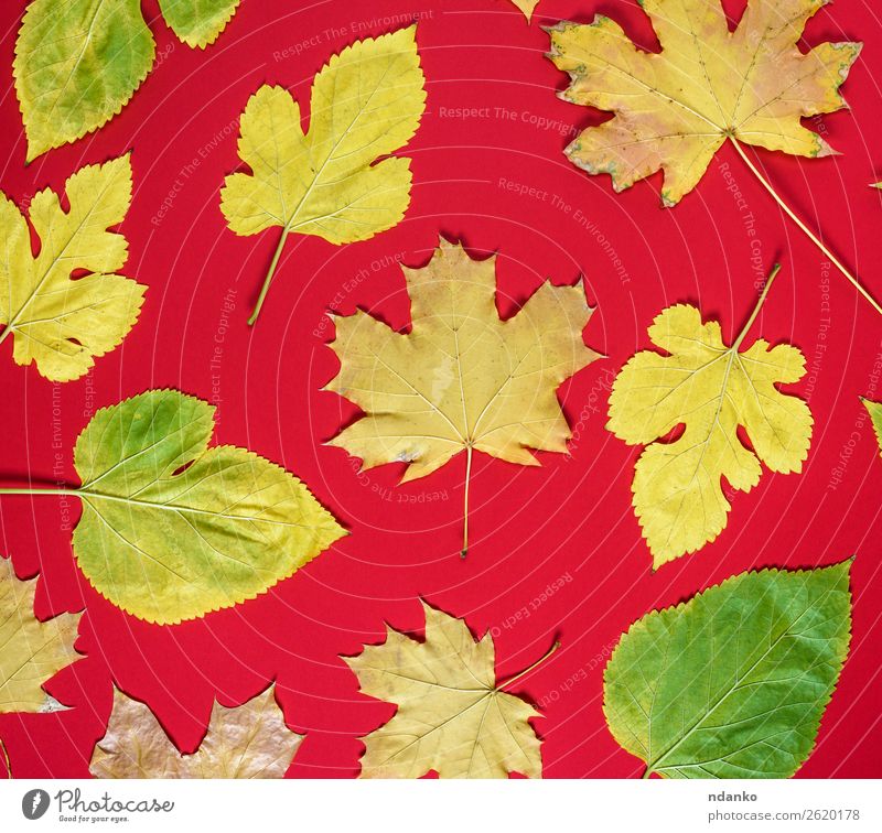 roter Hintergrund mit gelben Blättern von Ahorn und Maulbeerbaum Umwelt Natur Pflanze Blatt wählen frisch hell klein natürlich grün Farbe Idee Botanik geblümt
